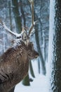 Stag 1. Royalty Free Stock Photo