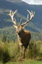 Stag Royalty Free Stock Photo