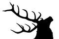 Stag