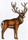 Stag