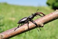 Stag Beetle