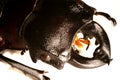 Stag-beetle