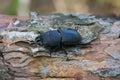 Stag beetle Royalty Free Stock Photo