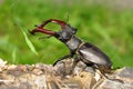 Stag beetle