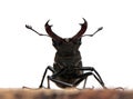 Stag-beetle