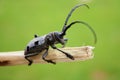 Stag-beetle. Alpenbock