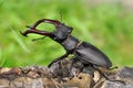 Stag beetle Royalty Free Stock Photo