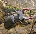 Stag beetle