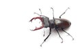 Stag Beetle