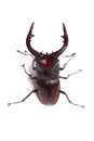 Stag beetle Royalty Free Stock Photo