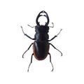 Stag beetle Royalty Free Stock Photo