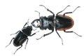 stag beetle Royalty Free Stock Photo