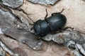 Stag beetle Royalty Free Stock Photo