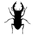 The stag beetle. Bark beetle is a pest of the forest. An insect with huge horns and jaws Royalty Free Stock Photo