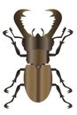 Stag beetle with big horns Royalty Free Stock Photo