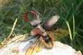 Stag beetle on white tree bark in the garden, closeup Royalty Free Stock Photo