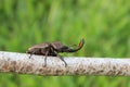 Stag beetle on branch
