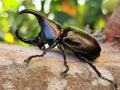 stag beetle buginsect Royalty Free Stock Photo