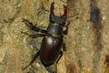 Stag beetle is a common but endangered species found in european forest Royalty Free Stock Photo