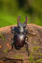 Stag beetle crawling up a wooden branch in summer nature Royalty Free Stock Photo