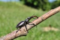 Stag Beetle