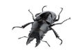 Stag beetle, Dorcus titanus platymelus isolated on white background Royalty Free Stock Photo