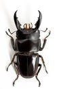 Stag Beetle (Dorcus titanus) Top View Royalty Free Stock Photo