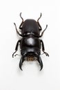 Stag Beetle (Dorcus titanus) Royalty Free Stock Photo