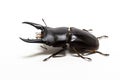 Stag Beetle (Dorcus titanus) Royalty Free Stock Photo