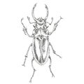 Stag-beetle is drawn in the technique of puantel on a white background Royalty Free Stock Photo