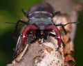 Stag beetle en face Royalty Free Stock Photo