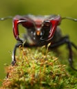 Stag Beetle en face Royalty Free Stock Photo