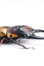 Stag-beetle eye(Prosopocoilus fabricei takakuwai )