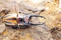 Stag-beetle eye(Prosopocoilus fabricei takakuwai )