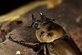 Stag beetle face Royalty Free Stock Photo