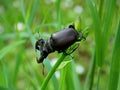 Stag beetle fell in battle Royalty Free Stock Photo