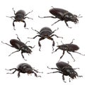 Stag beetle female Royalty Free Stock Photo