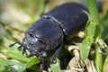 Stag beetle female Royalty Free Stock Photo