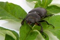 Stag beetle female Royalty Free Stock Photo