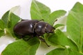 Stag beetle female (Lucanus cervus) Royalty Free Stock Photo