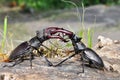 Stag beetle fight