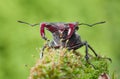 Stag Beetle front view Royalty Free Stock Photo