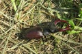 Stag beetle on grass, closeup Royalty Free Stock Photo