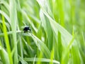 Stag beetle on a grass stalk. Royalty Free Stock Photo