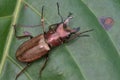 Stag Beetle on green leaf Royalty Free Stock Photo