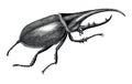 Stag Beetle Hand Draw Vintage Engraving Style Black And White Clipart Isolated On White Background