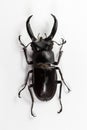 Stag Beetle (Hexarthrius nigritus) Top view