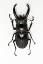 Stag Beetle (Hexarthrius nigritus) Royalty Free Stock Photo