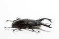 Stag Beetle (Hexarthrius nigritus) Royalty Free Stock Photo