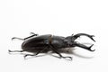 Stag Beetle (Hexarthrius nigritus)